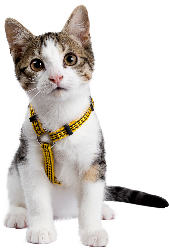 European shorthair kitten / cat on transparent background.