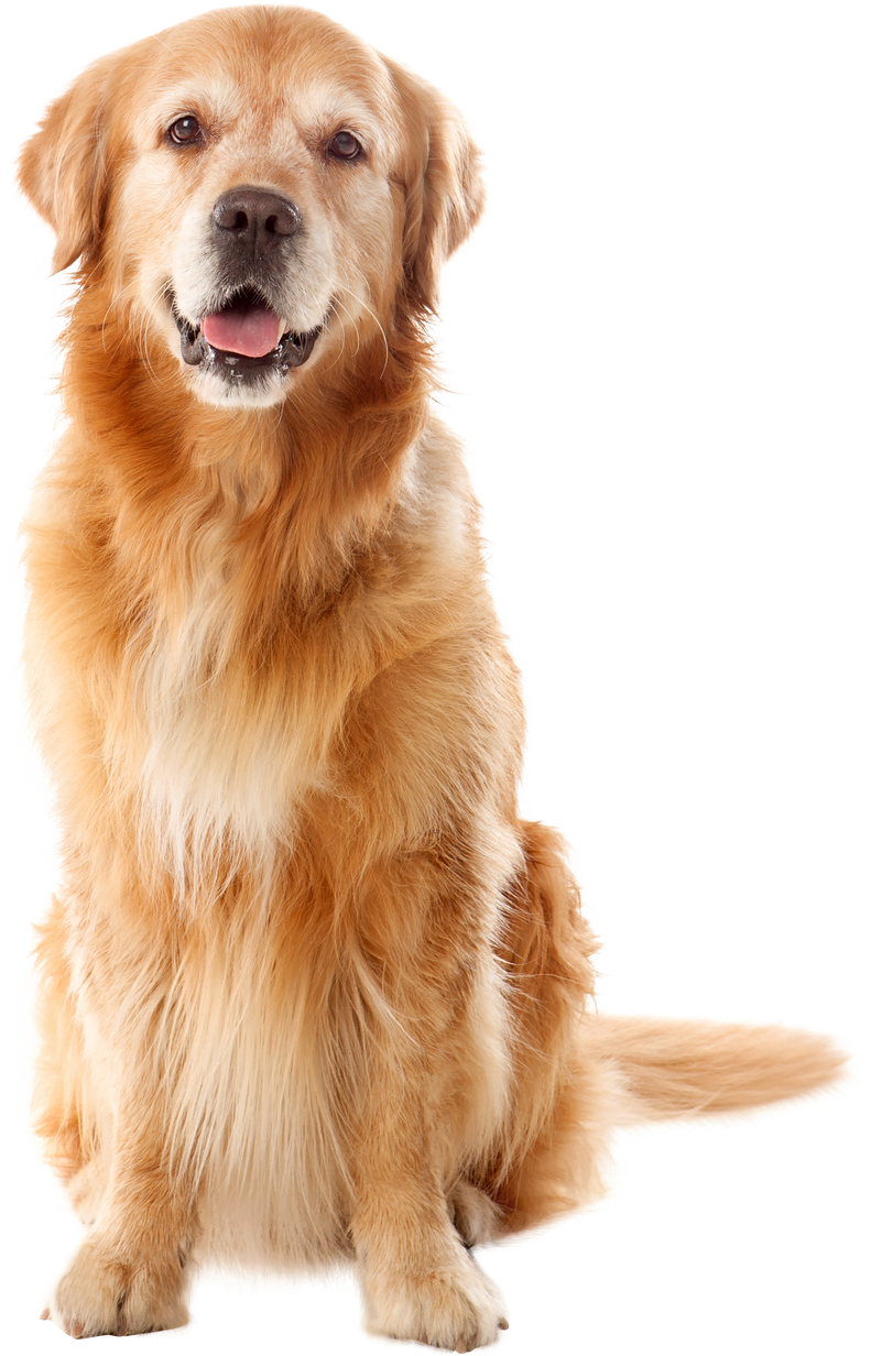 Beautiful Golden Retriever Dog Breed